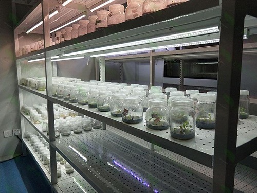稷山植物组织培养实验室设计建设方案